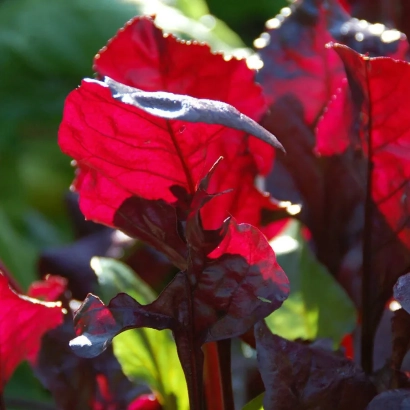 Крупный план красных листьев мангольда сорта БУЛЗ БЛАД СКАРЛЕТТА