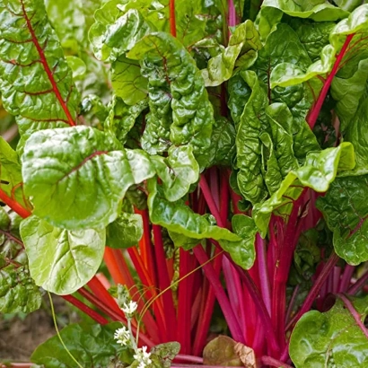 Fresh chard with green leaves and red stalks - FIRE FRESH