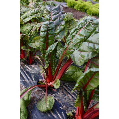 Fresh chard with red stalks in a field - Granat