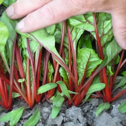 Fresh chard leaves with red stems growing in soil - BEET CHARD