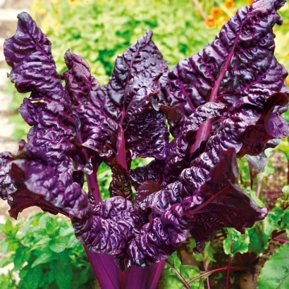 Свежий мангольд с темно-фиолетовыми листьями на фоне зелени - СОЛДЖЕР