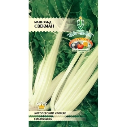 SVEKMAn mangold seeds on green background