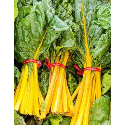 Fresh chard with yellow stalks, tied with red bands - GOLDEN FAN