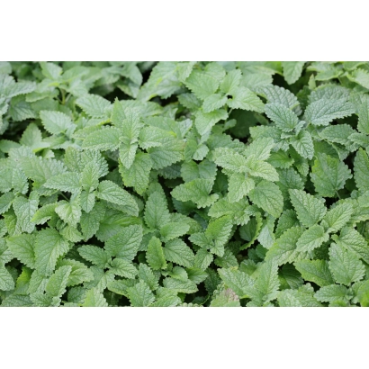 Свежая мелисса на зелёном фоне - МАХИТО