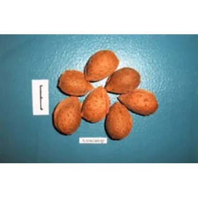 Миндаль АЛЕКСАНДР на синем фоне