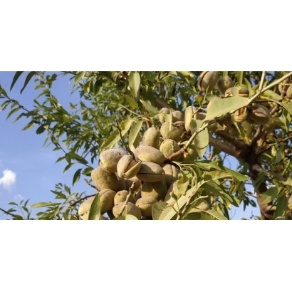 Миндаль на ветке дерева - М 41 Алекс