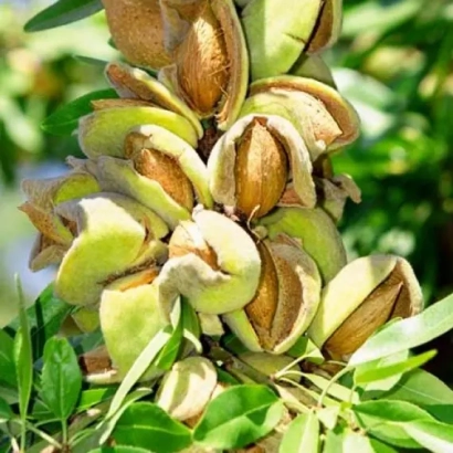 Миндаль на ветке - МИЛАС