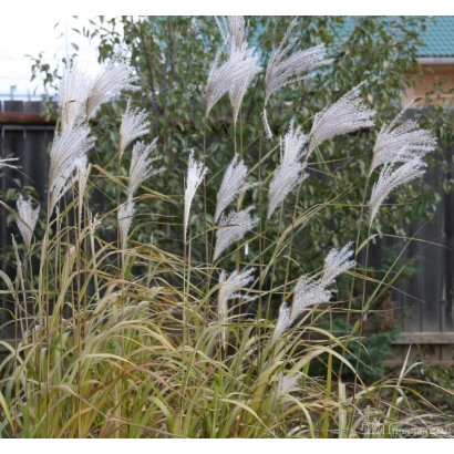 Мискантус на фоне забора - Белоярский
