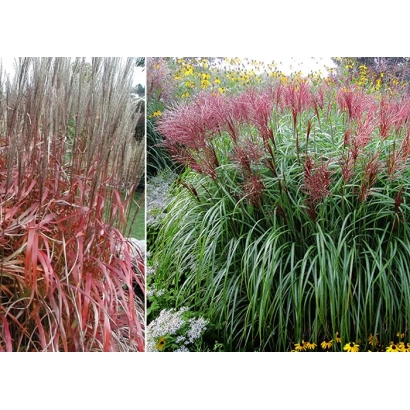 Червонолистний міскантус у цвітінні на фоні зеленої листя - Біотех