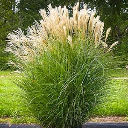 Растение мискантус на фоне зеленой травы и деревьев - Гуливер