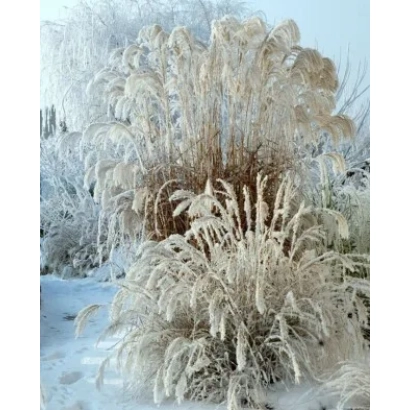 Снежный мискантус Снигопад на фоне зимнего пейзажа