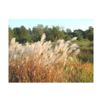 Field of Miscanthus with white plumes against a backdrop of trees - Snow Queen