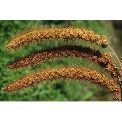 Сухие соцветия мёгар на зелёном фоне - Стамога