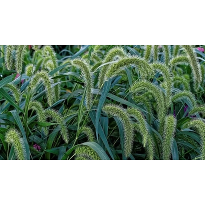 Степеняк 1 — колосы мёгарного растения на зелёном фоне - СТЕПНЯК 1