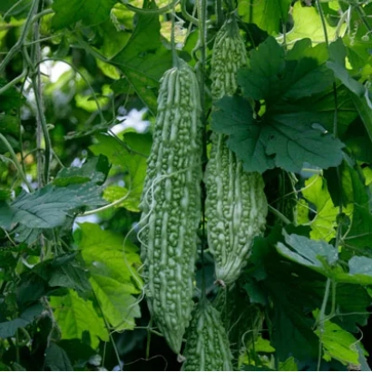 Момордика Ажур растёт на лозе среди зелёных листьев