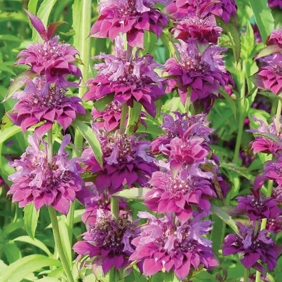 Цветущая монарда Мона Лиза на зеленом фоне