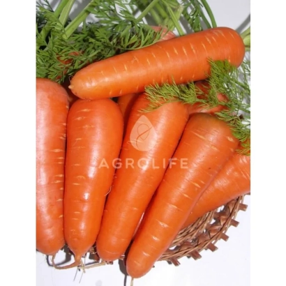 Свежие морковь в корзине с зеленью, бренд Agrolife - Абако F1