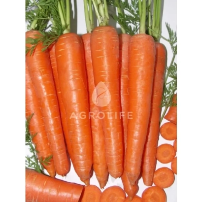 Свежие морковь сорта Абликсо F1 на белом фоне