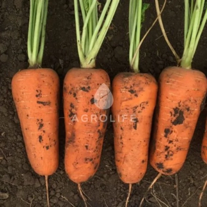 Свежая морковь с ботвой на темном фоне - АБРАЗО