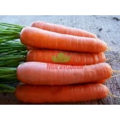 Свежая морковь сорта МУРАВЬЁВ - АНЕТА F1