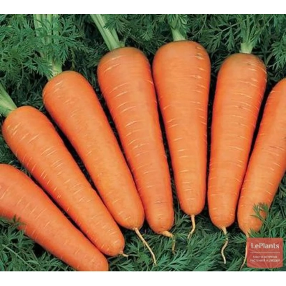 Свежие моркови на фоне зелени - Артек