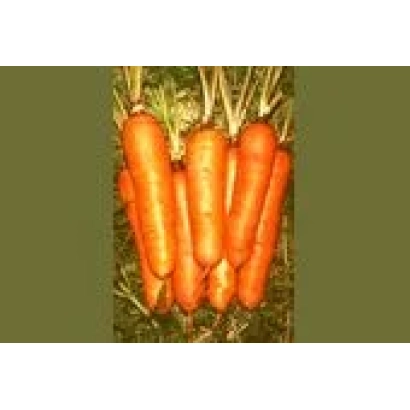 Свежая морковь на земле - ЯСКРАВА.