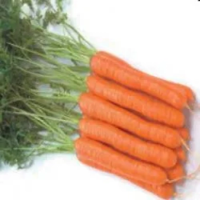 Свежие моркови с ботвой на белом фоне - Байон РЦ F1