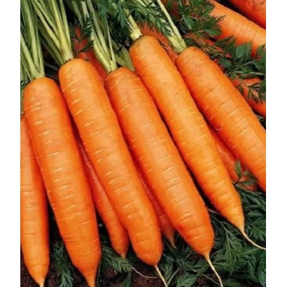 Свіжі моркви з ботвою на зеленому фоні - Бастія F1