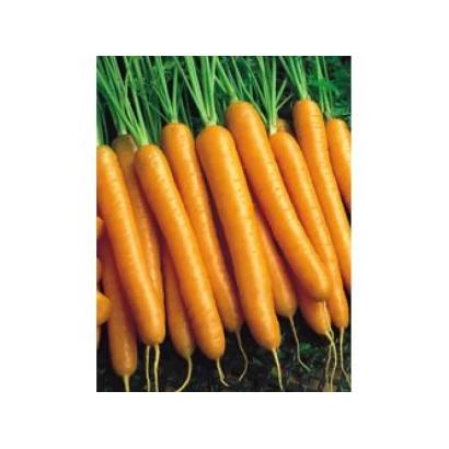 Свежие оранжевые морковь с зелеными ботвами - Билбо F1