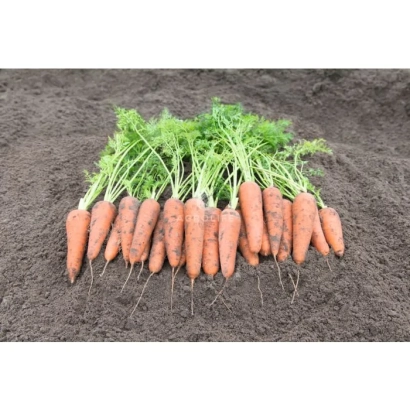 Свежая морковь сорта Кантербьюри F1 на земле