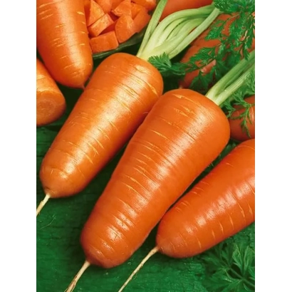 Свіжа морква Шантане КЛ на зеленому фоні