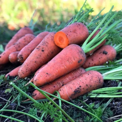 Свежие моркови Шантане червоне серце на земле