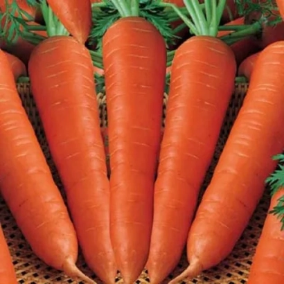 Свежие оранжевые морковь на фоне - Цидера