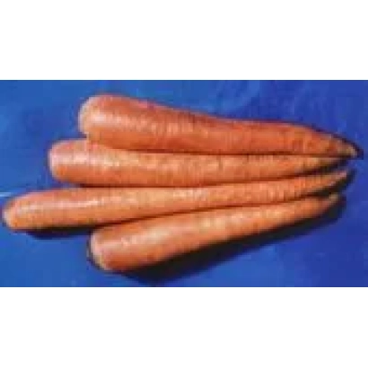 Свежие морковь сорта ЧУМАК F1 на синем фоне