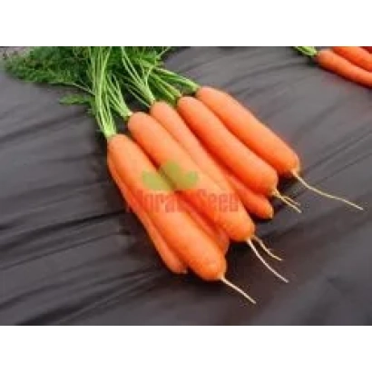 Свежая морковь сорта Дарина на черном фоне