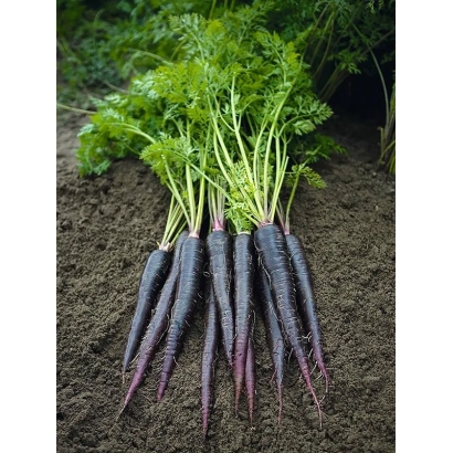 Свежие фиолетовые морковь на земле - ДИП ПЁРПЛ