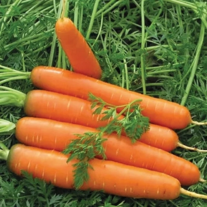 Свежие моркови на зеленой траве - Джерада F1