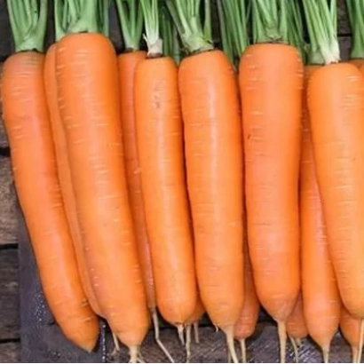 Свежая морковь с зелеными ботвами на деревянной поверхности - Елеганза