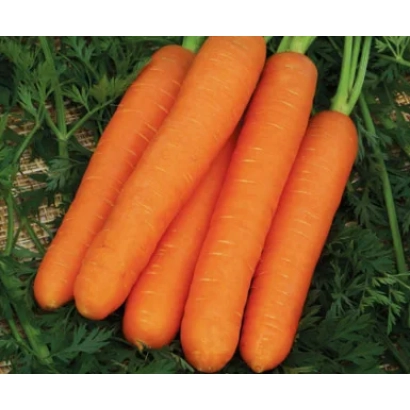 Свежие моркови на зеленой листве - Фараон