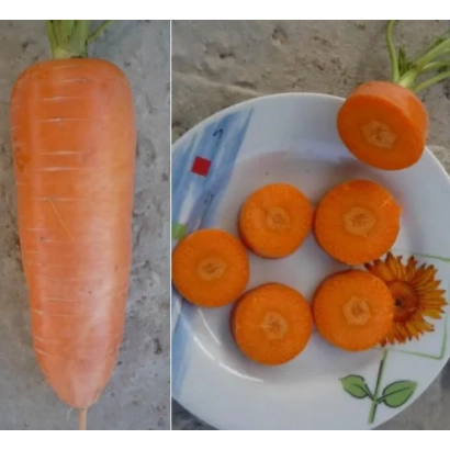 Свежая морковь с зелеными ботвами, нарезанная кружочками на белой тарелке - Геркулес