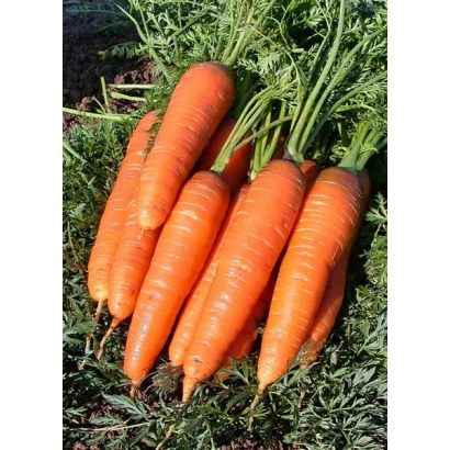 Свежие моркови на грядке - Грибовчанин F1