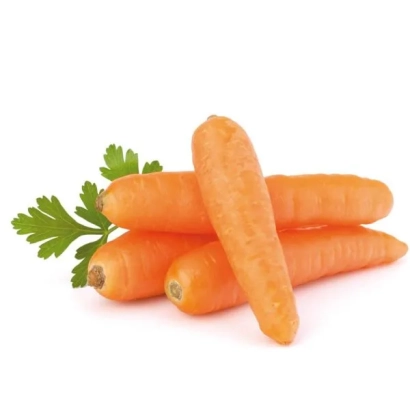 Свежая морковь с зеленью на белом фоне - ИРКУТ