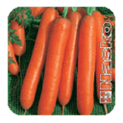 Морковь KADRIL на зелёной сетке - Кадриль