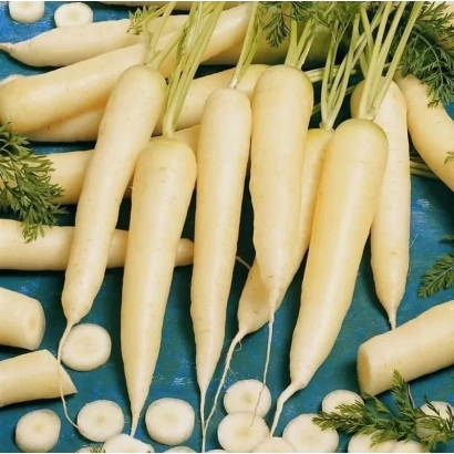 Fresh white carrots with greens on a blue background - CANDY SUGAR CARROT