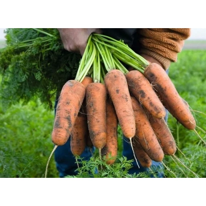 Свежая морковь с ботвой, держимая в руках на фоне зелёного поля - Кардифф