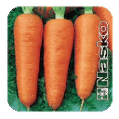 Три моркови сорта Карнавал на зелёном фоне с логотипом Nasko