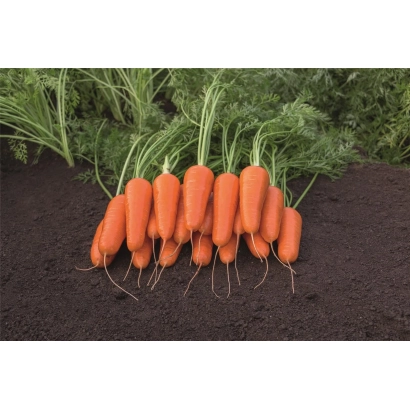 Свіжа морква з листям на темному фоні - КАСПІЙ