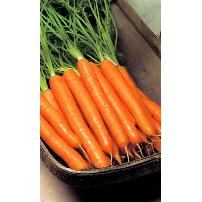 Свежая морковь с ботвой в деревянном ящике - Колорит