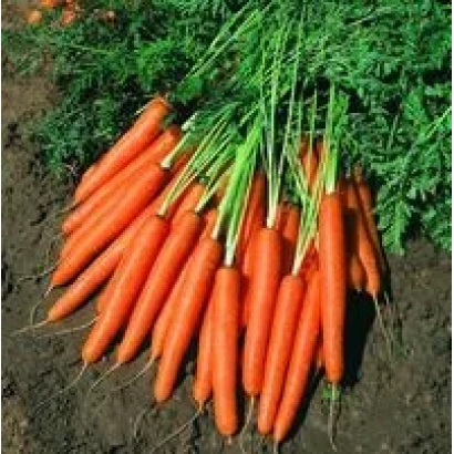 Свежие моркови с ботвой на земле - Концерто F1