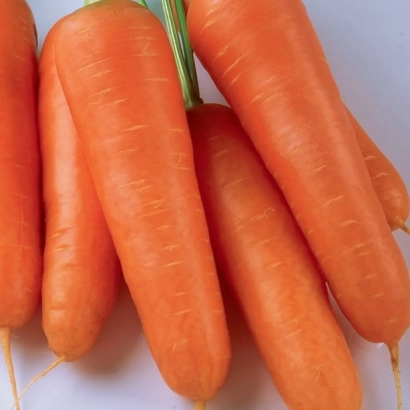 Fresh carrots on white background - CORALLINA